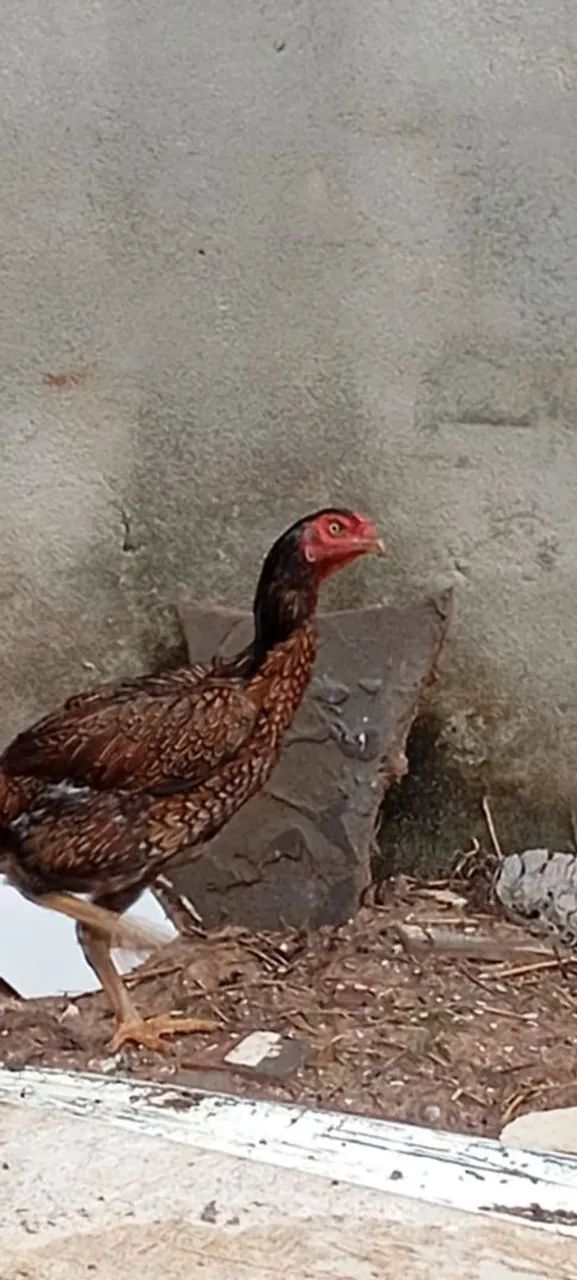 GALINHA DE RAÇA 