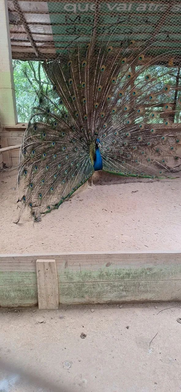 Algumas aves disponíveis para venda  - Foto 5