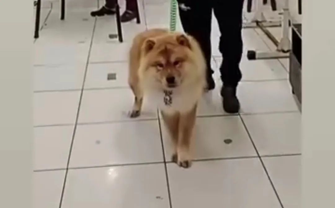 Chow Chow macho 