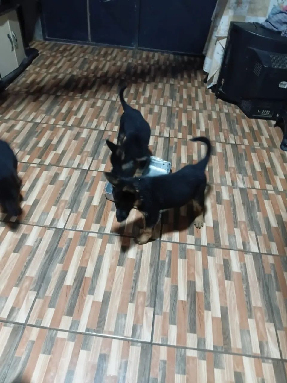 Cachorro ? Baixou o preço chama no ZAP  - Foto 2