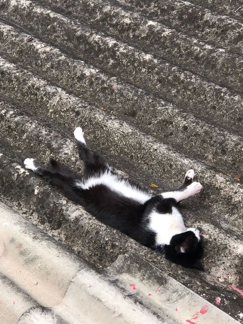 DOAÇÃO GATA FRAJOLA - Foto 5