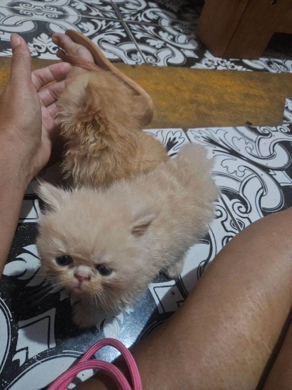 Gatinho  - Foto 2