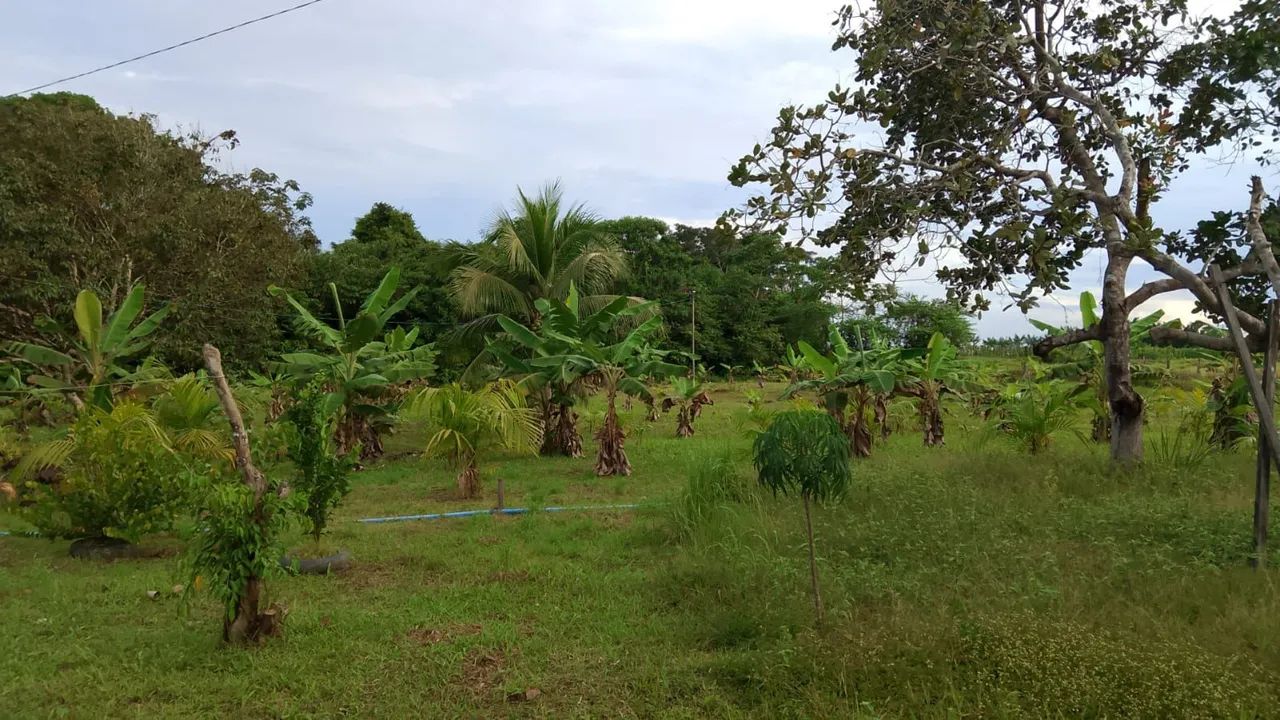 SÍTIO  a VENDA - Foto 4