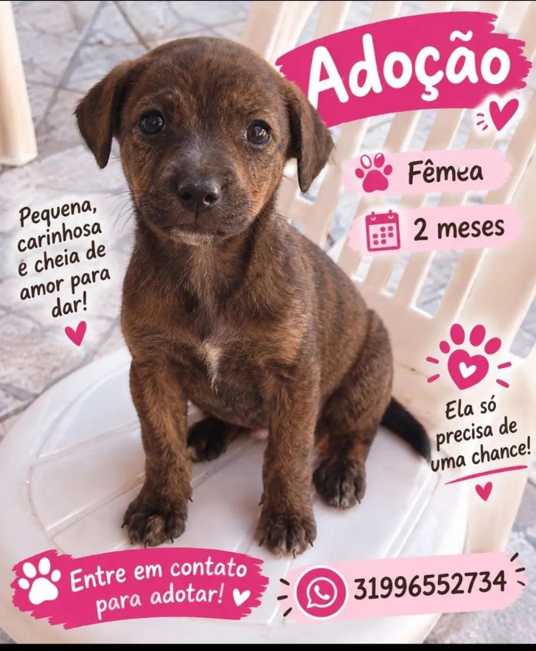 Doação responsável  - Foto 3