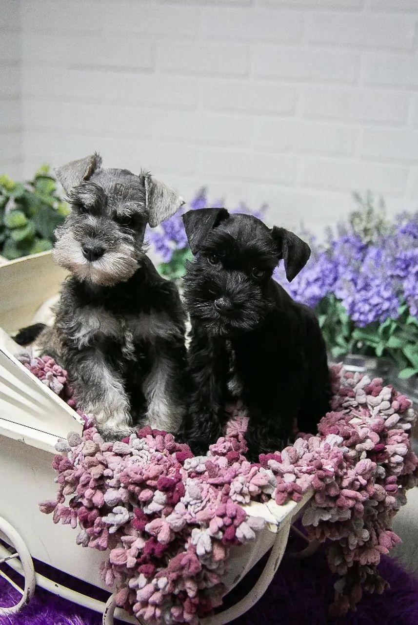 Schnauzer miniatura 