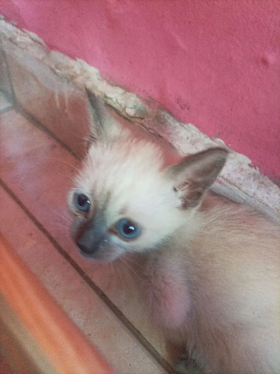 Doação de 2 Filhotes de Gatos - Foto 6