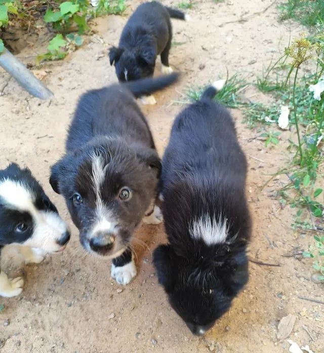 Filhotes Border Collie 600 ou parcelas - Foto 2