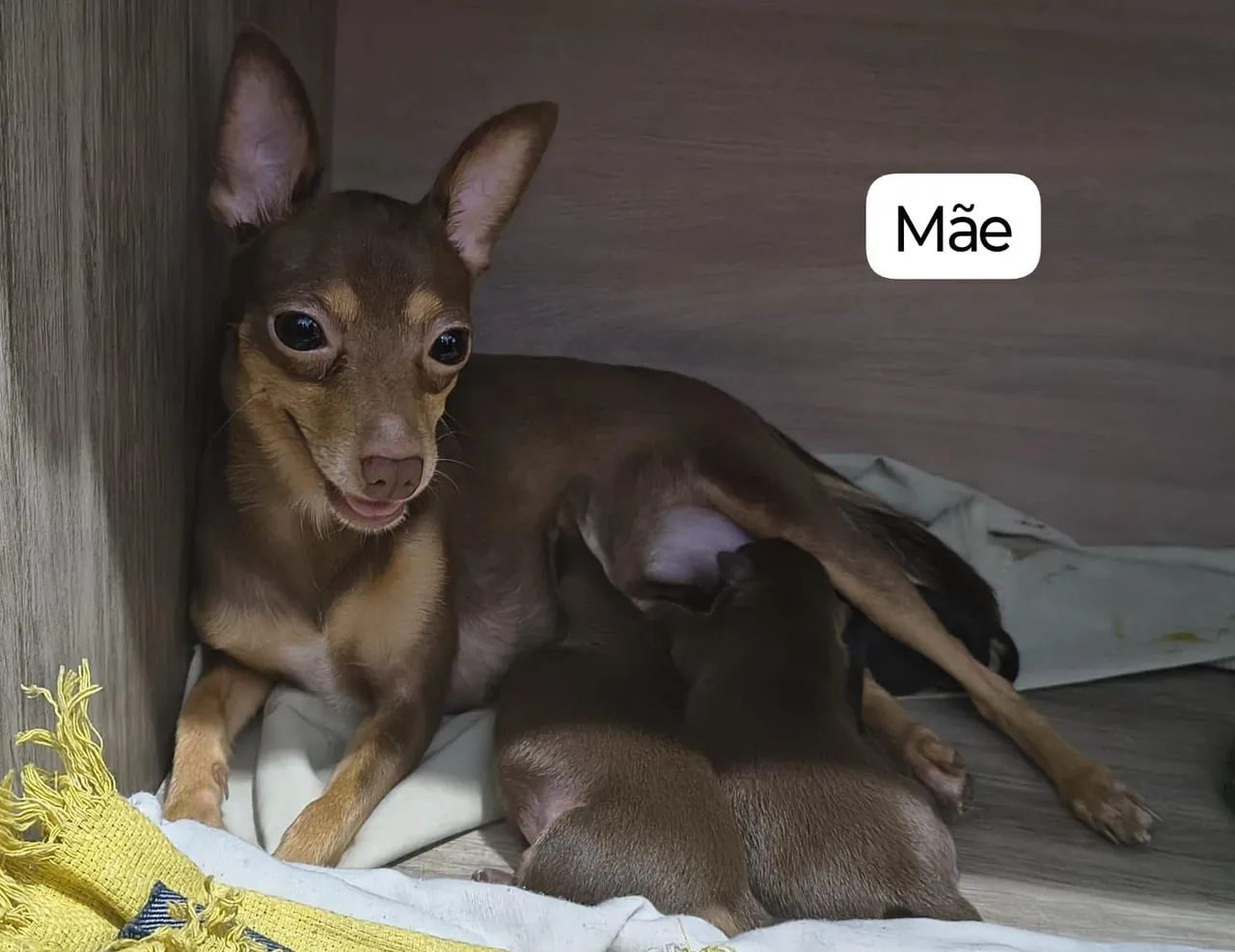 Pinscher  - Foto 5