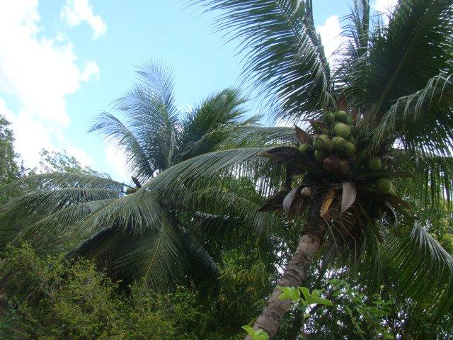 Sítio em Pacatuba, Ceará, Região Metropolitana de Fortaleza - Foto 14