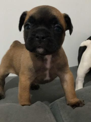 Bulldog francês