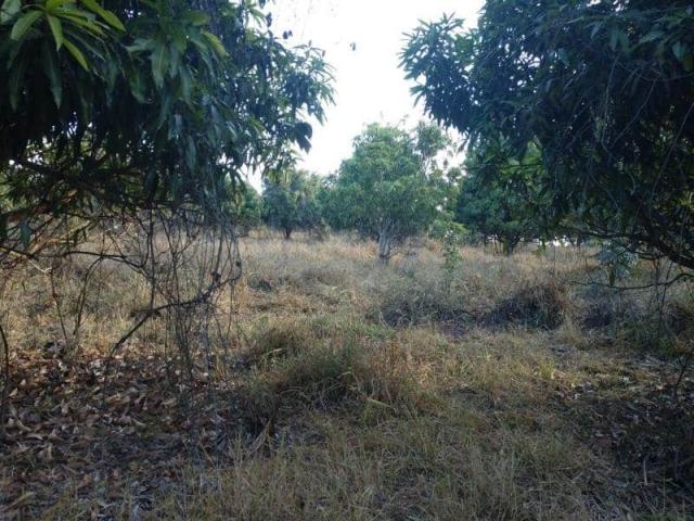 Fazenda - TAV60 - Foto 6