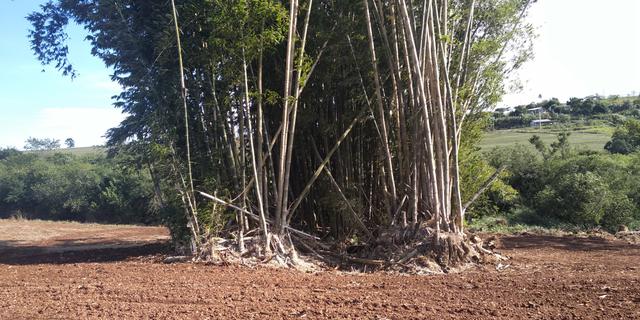 Bambu gigante - Foto 3