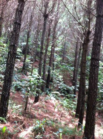 Fazenda em Cerro Azul - Foto 3