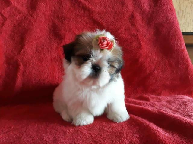 Companheiro perfeito shih tzu