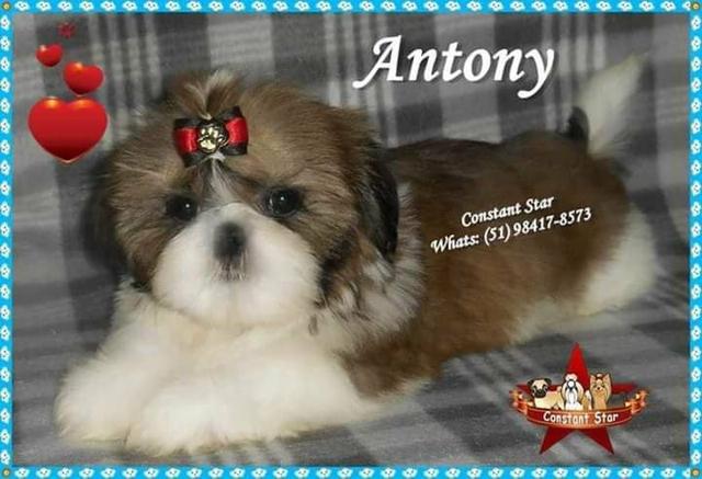 Belíssimos Machinhos de Shih Tzu de Porte Bem Pequenos com PEDIGREE - Foto 2