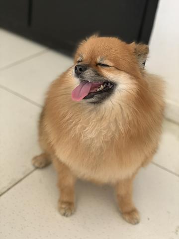 Lulu da pomerânia fêmea - Foto 6