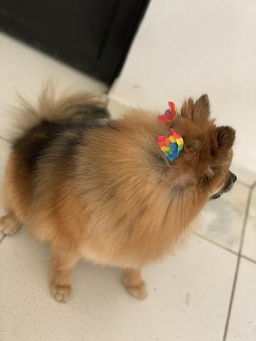 Lulu da pomerânia fêmea - Foto 5