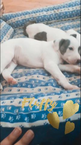 Maravilhosos filhotes whippet 45 dias - Foto 2