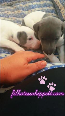 Magníficos filhotes whippet 45 dias - Foto 3