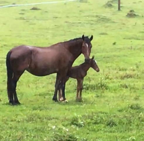 Potra Alazã mangalarga marchador - Foto 4