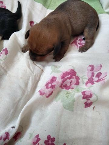 Filhotes de Basset dachshund - Foto 2