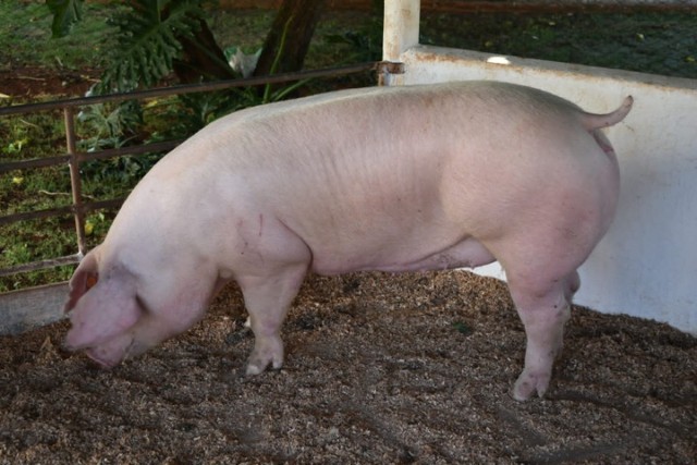 Porcos de Raça Qualidade Granja Peru