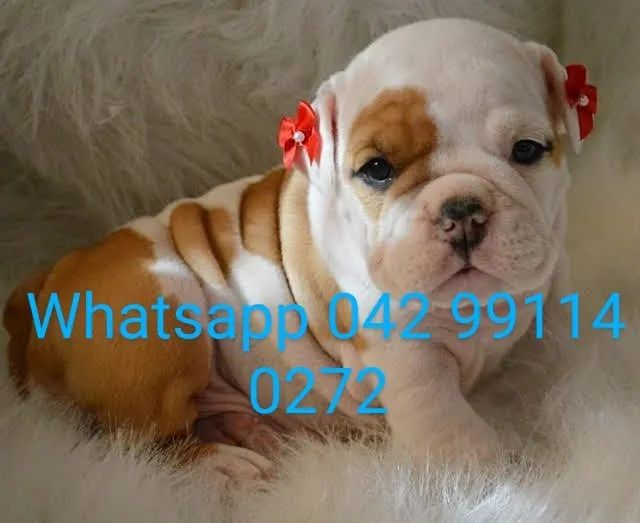 Bulldog inglês machos e fêmeas pronta entrega envio pra todo Brasil  - Foto 3