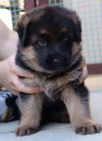   Lindos Pastor Alemão com Pedigree e Vacinados  - Foto 2