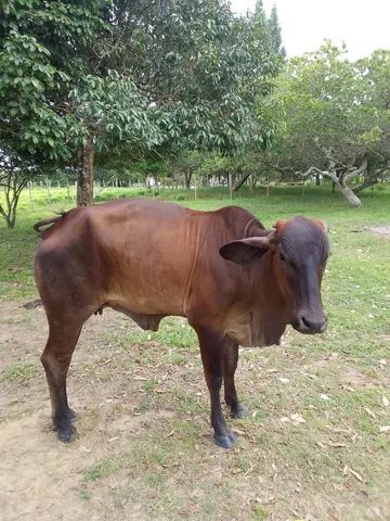 Vendo 9 animais por peça ou lote todo.