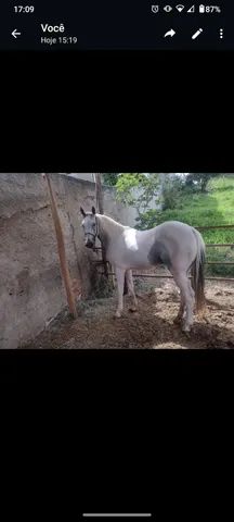 Cavalo Paint horse 7 anos de idade inteiro!!!
