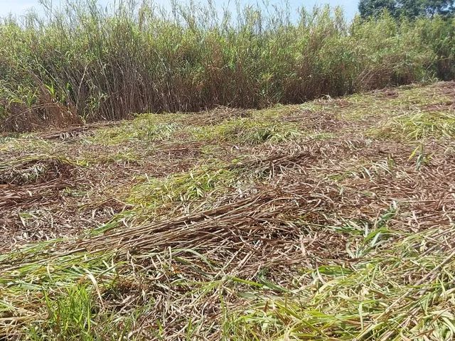 Capim açu b r s  Embrapa  0bs promoção 1 milheiro  mudas só 150 reais é  kurumi só 0,60 - Foto 6