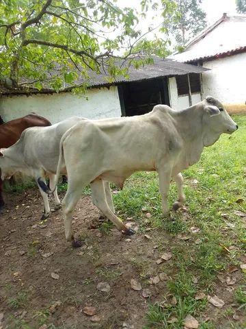 Vendo 9 animais por peça ou lote todo.