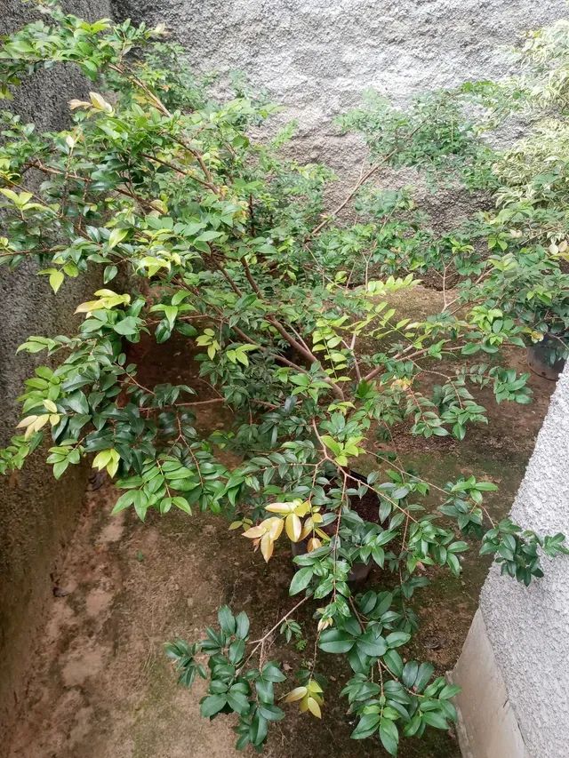 Jabuticaba sabará de enxerto - Foto 3