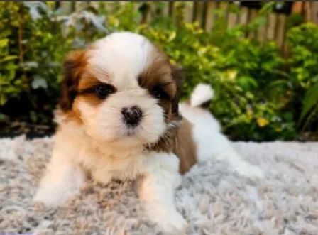 Shih Tzu Raça de origem Tibetana bem afetuoso e astuto com pedigree