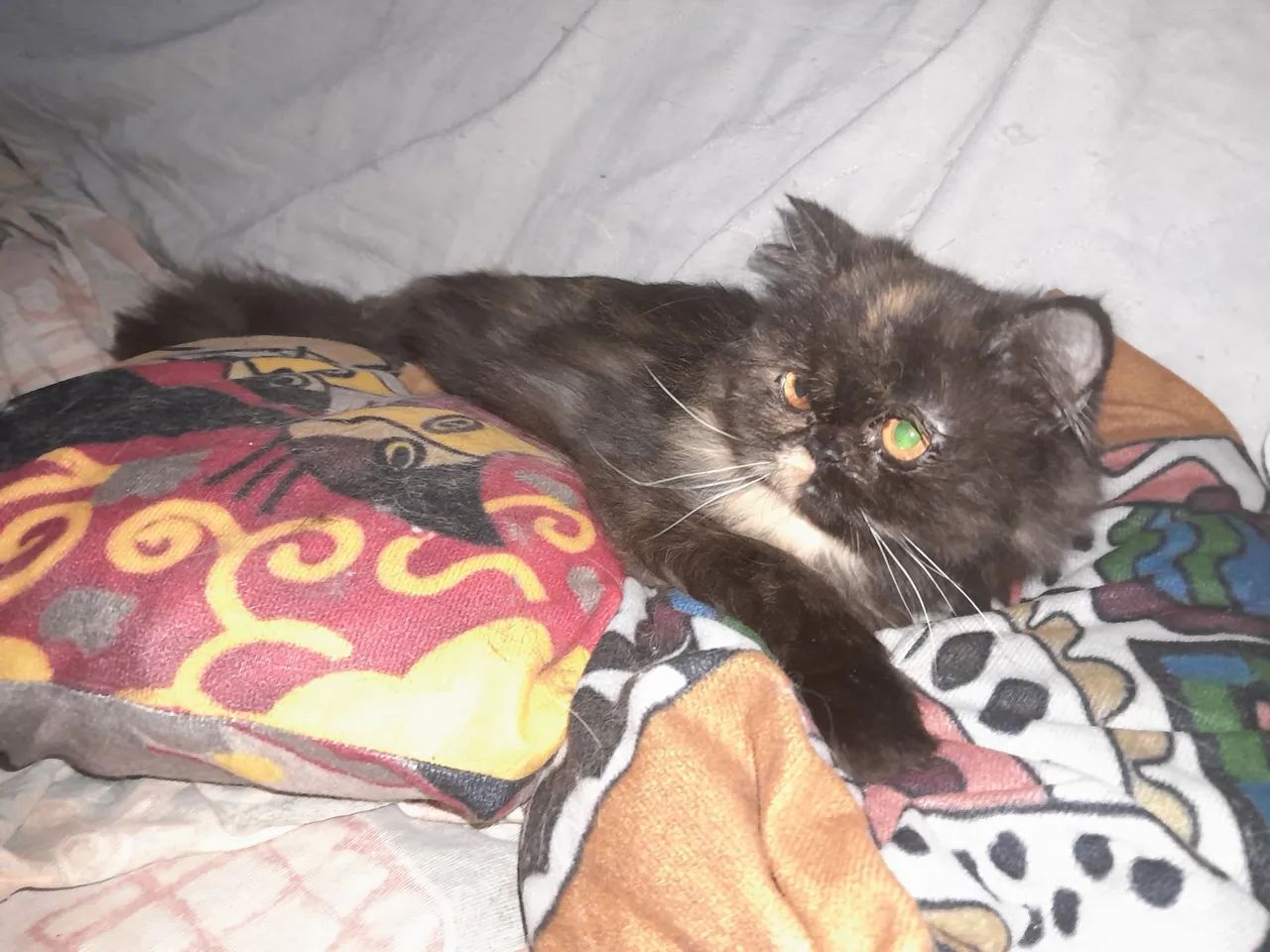 Gata Persa Fêmea. Negativada para Fiv/Felv. Vacinada 2x com V5