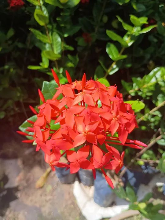Ixoria cabeção 