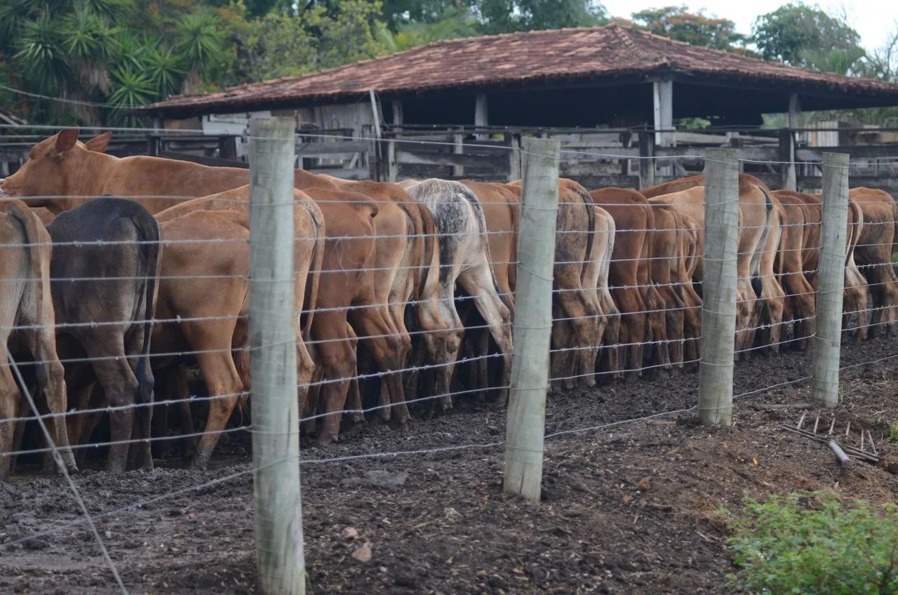 Vendo Gado Cruzamento Industrial - Foto 5