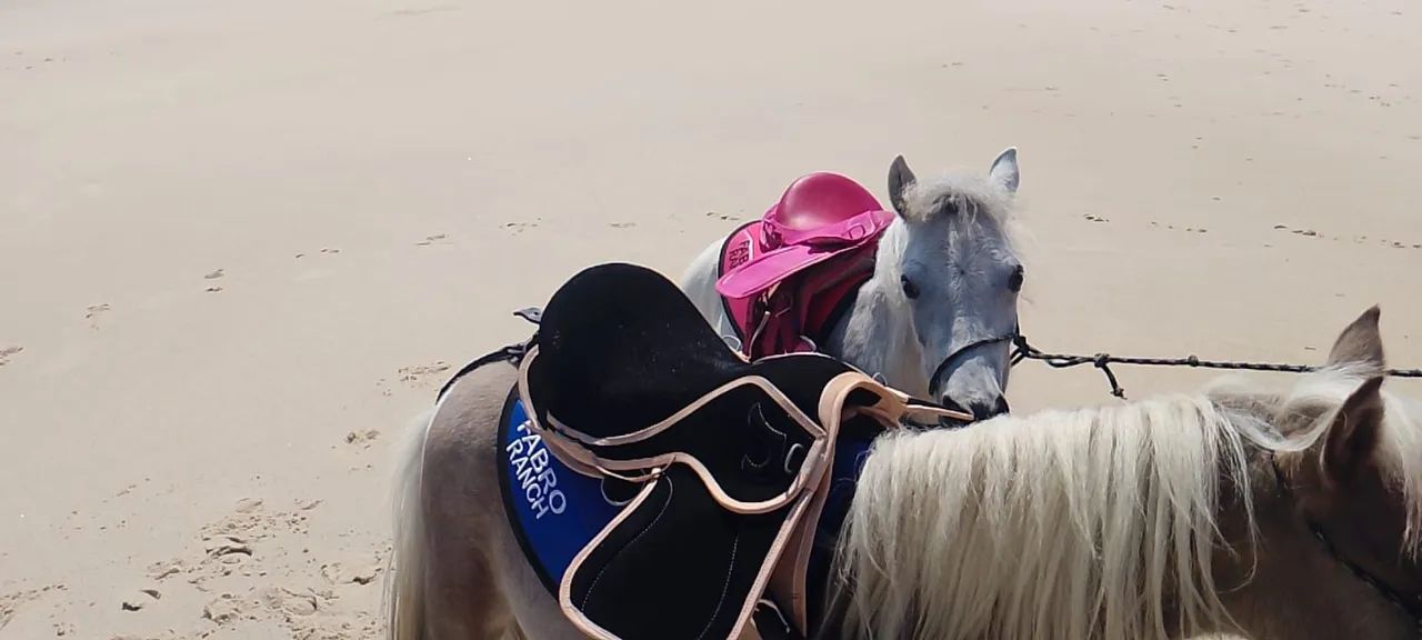 Vendo casal de Mini pônei  - Foto 4