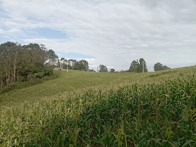 Sítio / chácara 7,5 alqueires  - Foto 5