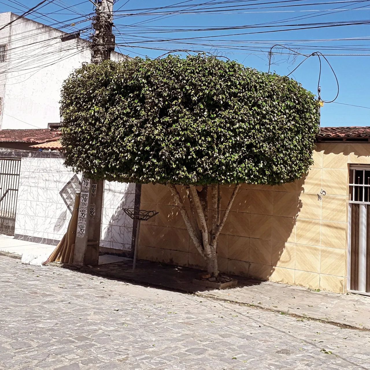 Jardineiro  - Foto 3