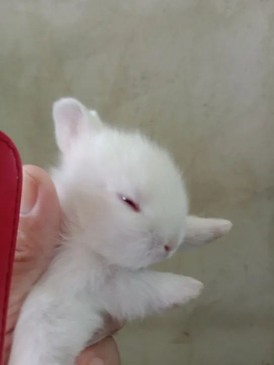 Coelhinho branco fofinho . - Foto 3