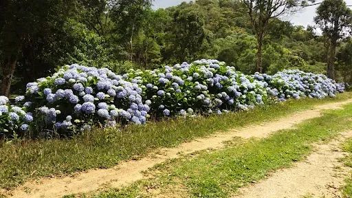 Chácara à venda, 5686 m² por R$ 350.000,00 - Taquaras - Rancho Queimado/SC - Foto 4