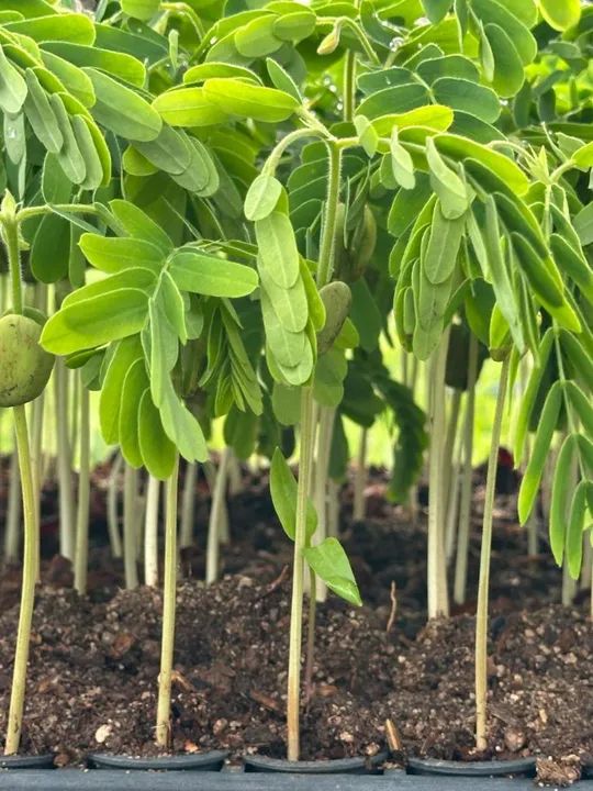 Mudas de Tamarindo - Pronta para o Plantio - Foto 2