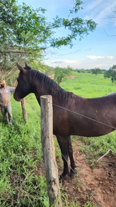 Égua Mangalarga Marchador 2 em 1  - Foto 3