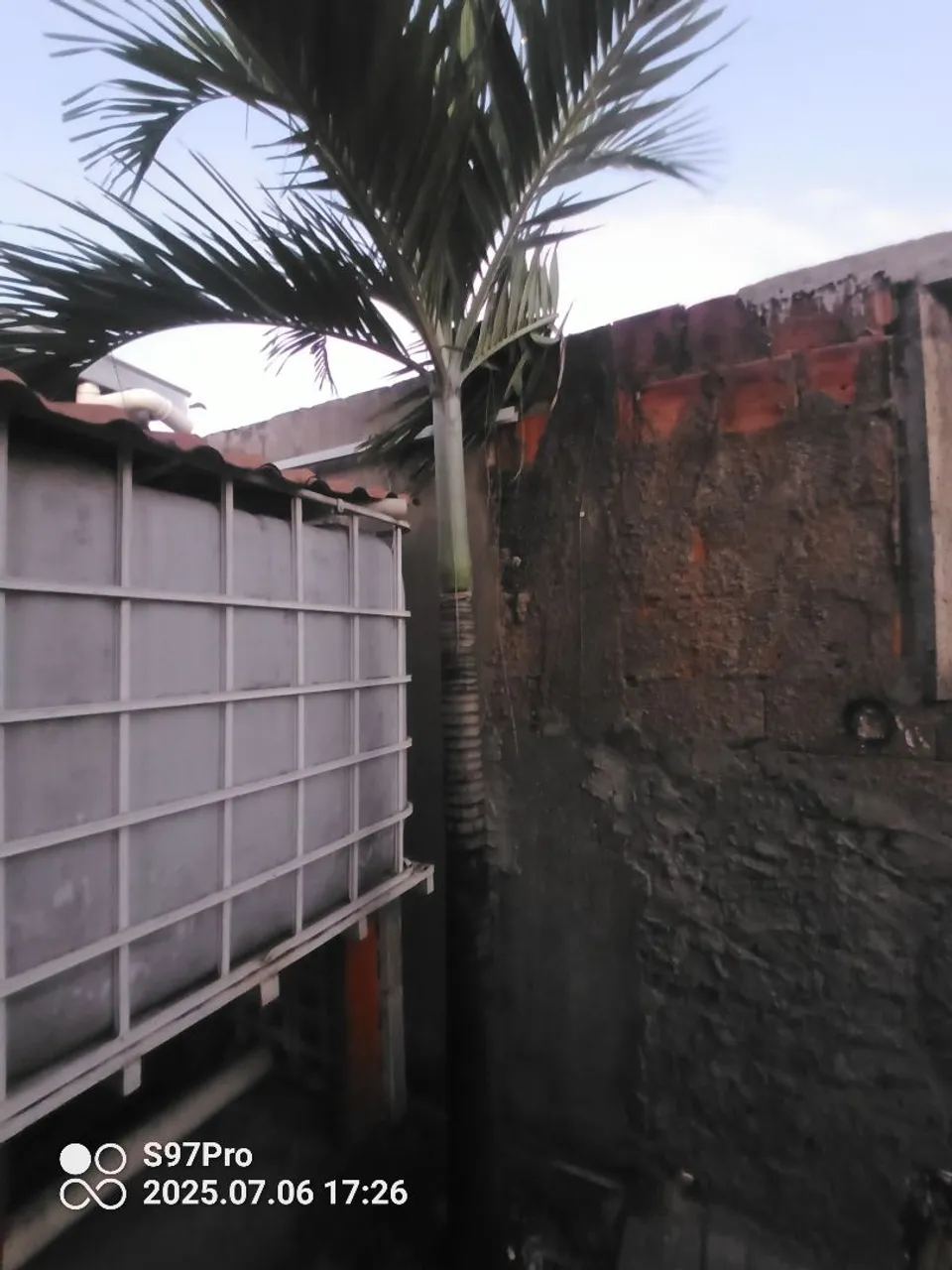 Palmeira para Jardim - Linda!