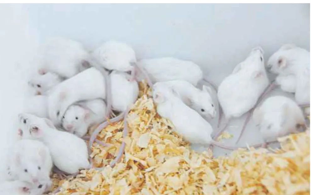 Camundongo  alimentação  - Foto 2