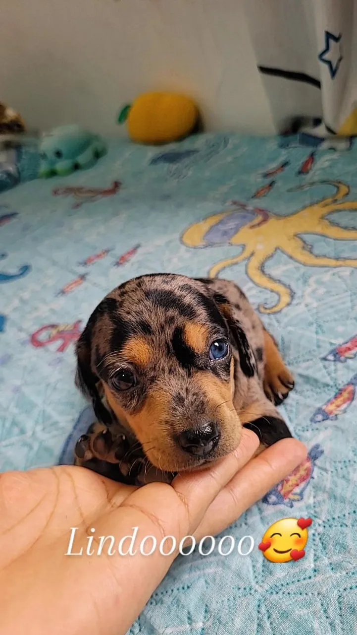 Filhote de salsichinha ( dachshund)