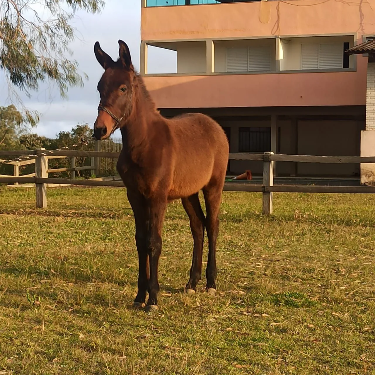 Burro Preto Marchador, potro com 6 meses