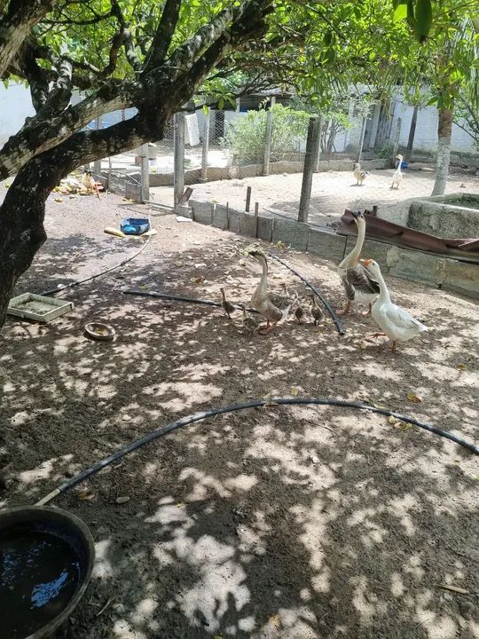 Vende-se gansos, paturis e galinhas