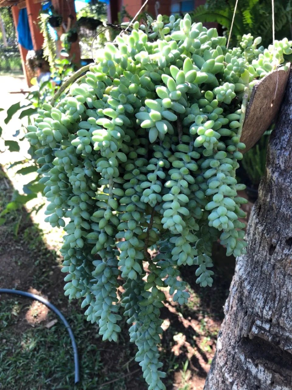 Planta suculenta pendente Rabo de Burro